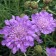 Photo Courtesy of Walter's Gardens, Inc.