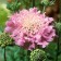 Photo Courtesy of Walter's Gardens, Inc.