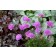 Photo Courtesy of TERRA NOVA® Nurseries, Inc.