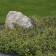 Photo Courtesy of Walter's Gardens, Inc.