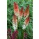 Photo Courtesy of TERRA NOVA® Nurseries, Inc.