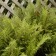Photo Courtesy of Walter's Gardens, Inc.