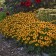 Photo Courtesy of Walter's Gardens, Inc.