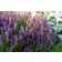 Photo Courtesy of Bailey Nurseries Inc.