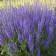 Photo Courtesy of Walter's Gardens, Inc.
