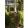 Photo Courtesy of Bailey Nurseries Inc.