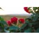 Photo Courtesy of Bailey Nurseries Inc.