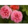 Photo Courtesy of Bailey Nurseries Inc.