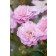 Photo Courtesy of Bailey Nurseries Inc.