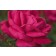 Photo Courtesy of Bailey Nurseries Inc.