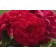 Photo Courtesy of Bailey Nurseries Inc.