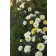 Photo Courtesy of Bailey Nurseries Inc.