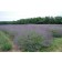 Photo Courtesy of Bailey Nurseries Inc.