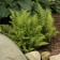 Photo Courtesy of Walter's Gardens, Inc.