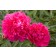 Photo Courtesy of Bailey Nurseries Inc.