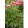 Photo Courtesy of Bailey Nurseries Inc.
