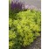 Photo Courtesy of Bailey Nurseries Inc.