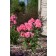 Photo Courtesy of Bailey Nurseries Inc.