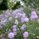 Photo Courtesy of Walter's Gardens, Inc.