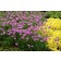 Photo Courtesy of TERRA NOVA® Nurseries, Inc.