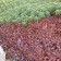 (Fall Color) Photo Courtesy of Walter's Gardens, Inc.