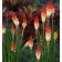 Photo Courtesy of TERRA NOVA® Nurseries, Inc.