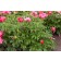 Photo Courtesy of Bailey Nurseries Inc.