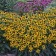 Photo Courtesy of Walter's Gardens, Inc.