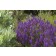 Photo Courtesy of Bailey Nurseries Inc.
