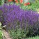 Photo Courtesy of Walter's Gardens, Inc.