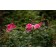 Photo Courtesy of Bailey Nurseries Inc.