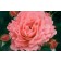 Photo Courtesy of Bailey Nurseries Inc.