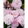 Photo Courtesy of Bailey Nurseries Inc.