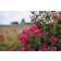 Photo Courtesy of Bailey Nurseries Inc.