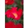 Photo Courtesy of Bailey Nurseries Inc.