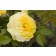 Photo Courtesy of Bailey Nurseries Inc.
