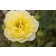 Photo Courtesy of Bailey Nurseries Inc.