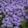 Photo Courtesy of Walter's Gardens, Inc.