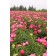 Photo Courtesy of Bailey Nurseries Inc.