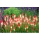 Photo Courtesy of TERRA NOVA® Nurseries, Inc.