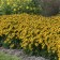 Photo Courtesy of Walter's Gardens, Inc.