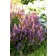 Photo Courtesy of Bailey Nurseries Inc.