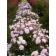 Photo Courtesy of Bailey Nurseries Inc.