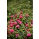 Photo Courtesy of Bailey Nurseries Inc.