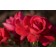 Photo Courtesy of Bailey Nurseries Inc.