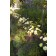 Photo Courtesy of Bailey Nurseries Inc.
