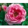 Photo Courtesy of Bailey Nurseries Inc.