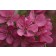 Photo Courtesy of Bailey Nurseries Inc.