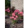 Photo Courtesy of Bailey Nurseries Inc.