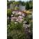 Photo Courtesy of Bailey Nurseries Inc.
